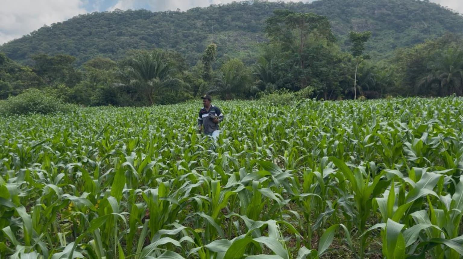 Maize farm at Gbedeka Farms