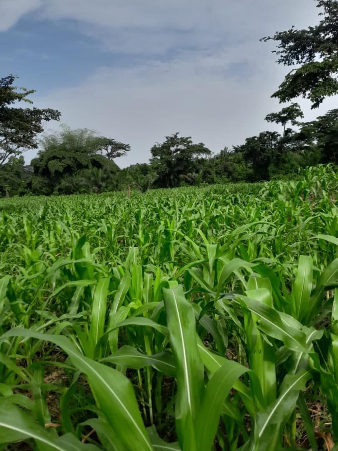 Maize