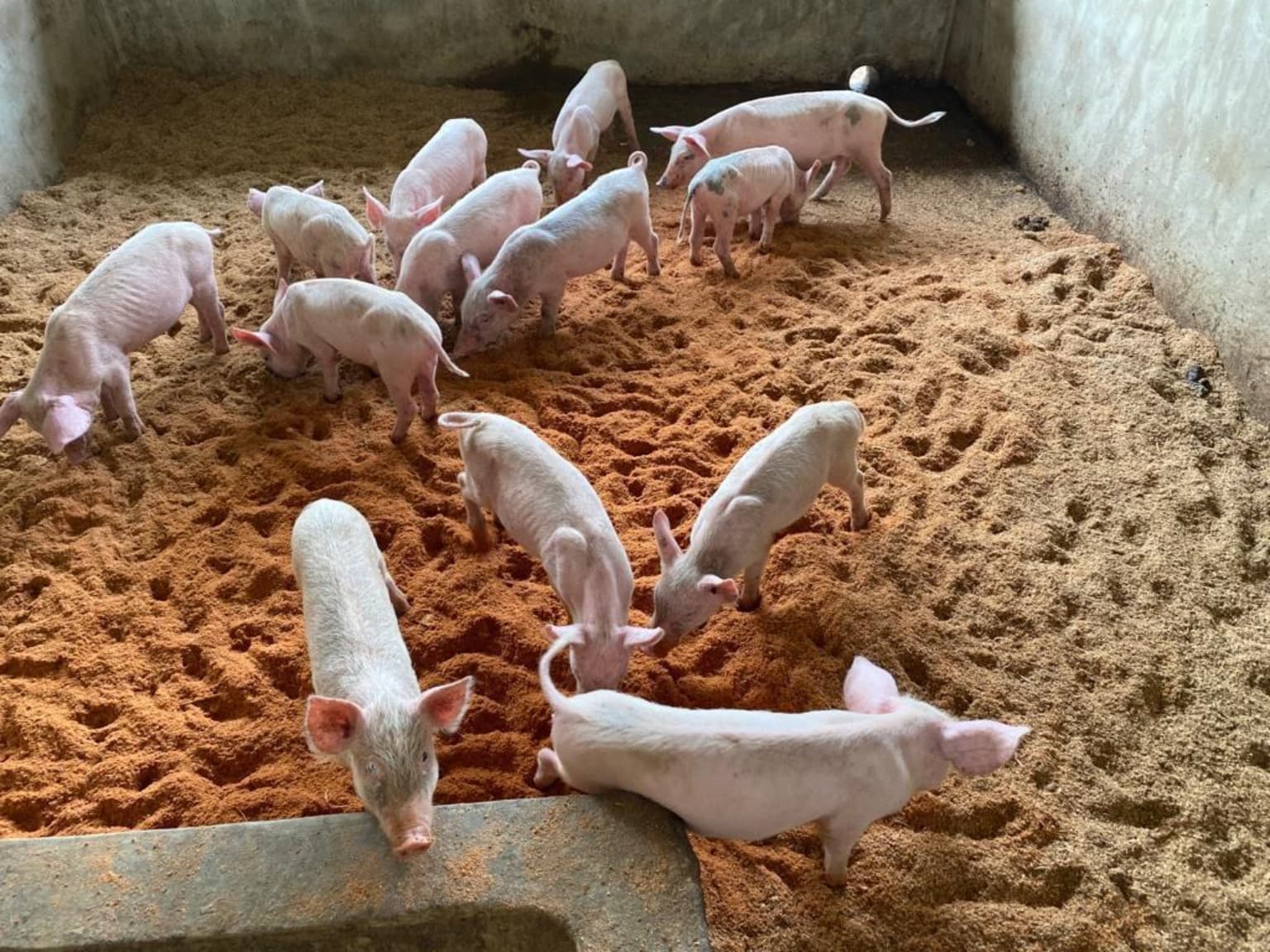 Pork