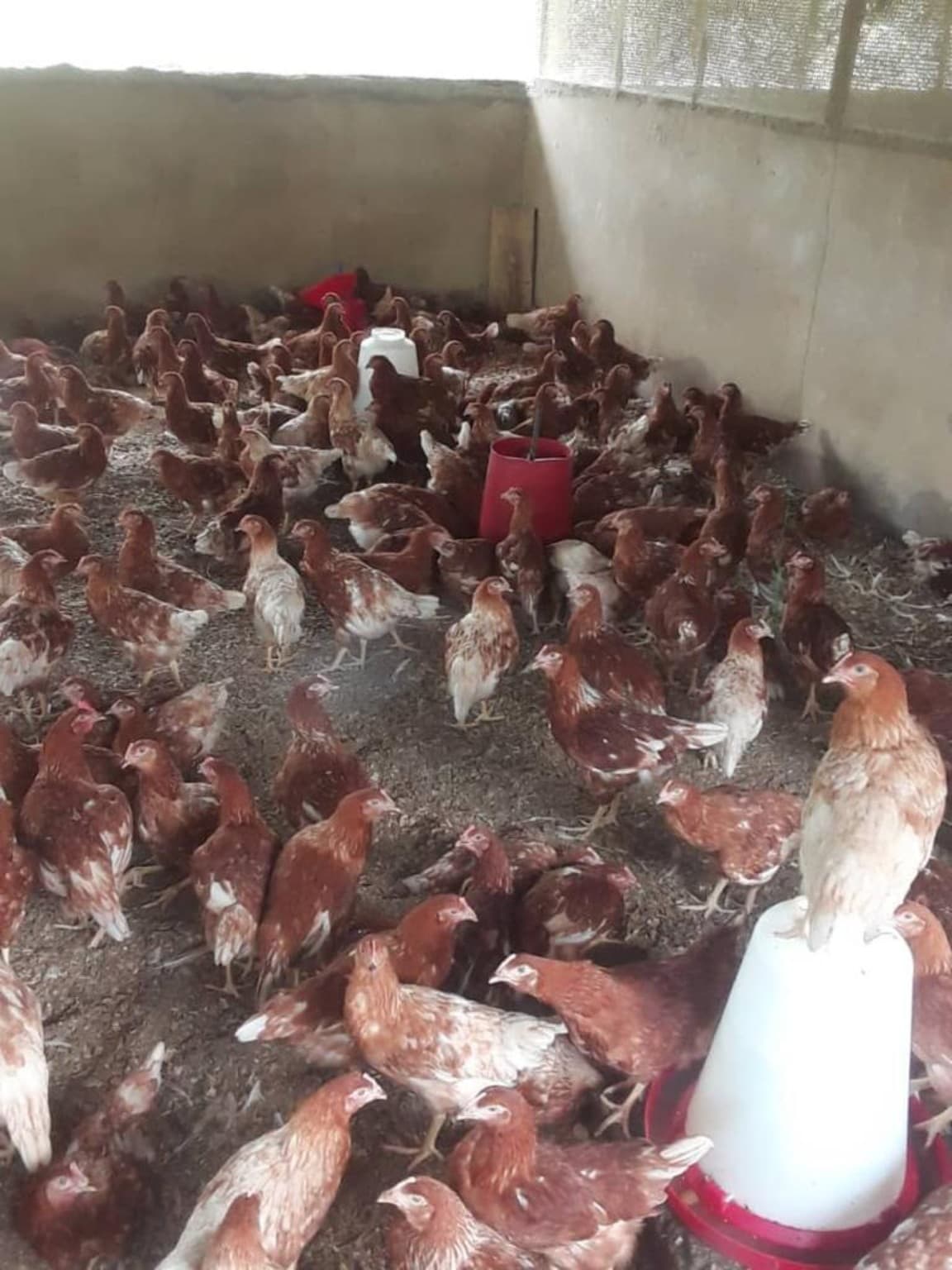 Poultry at Gbedeka Farms