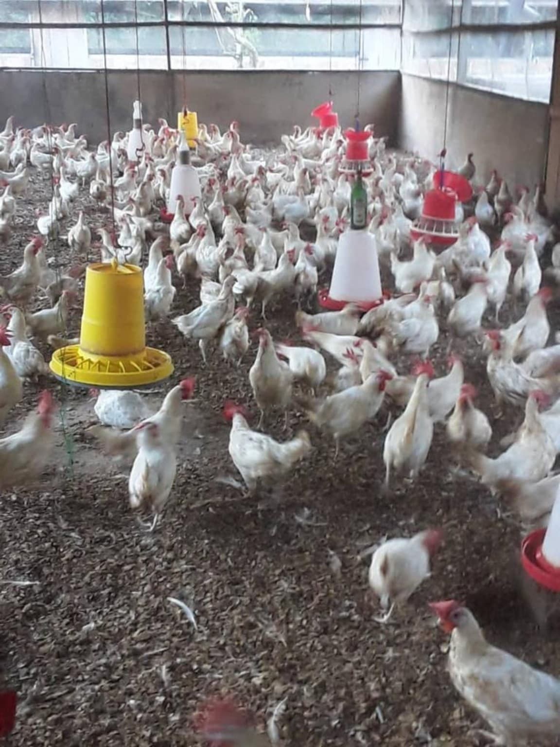 Eggs & Poultry